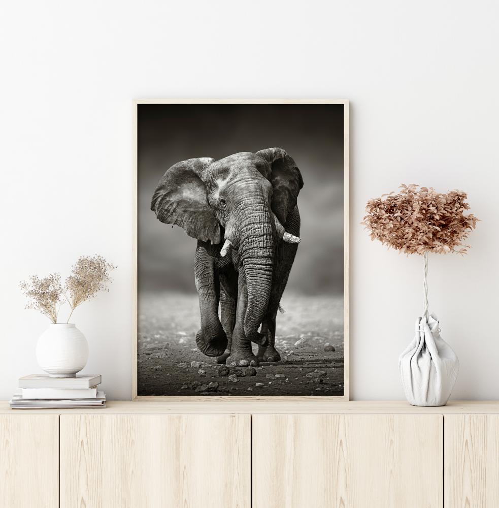 Walking Elephant Juliste