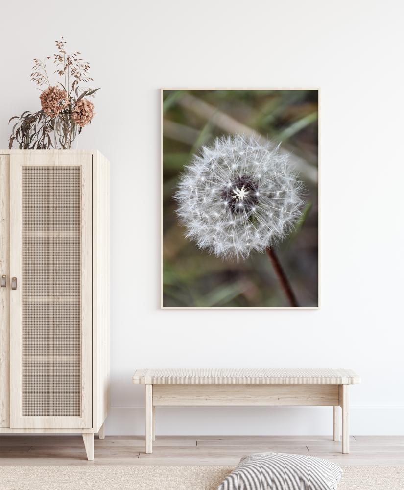 Dandelion Juliste