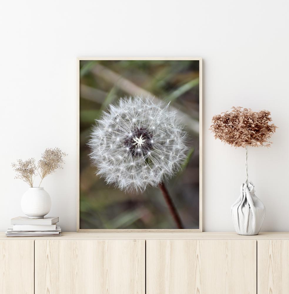 Dandelion Juliste