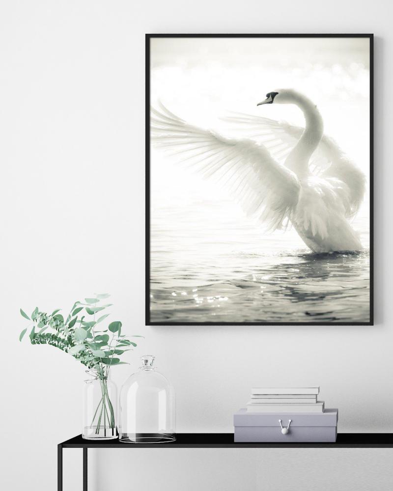 Swan Juliste