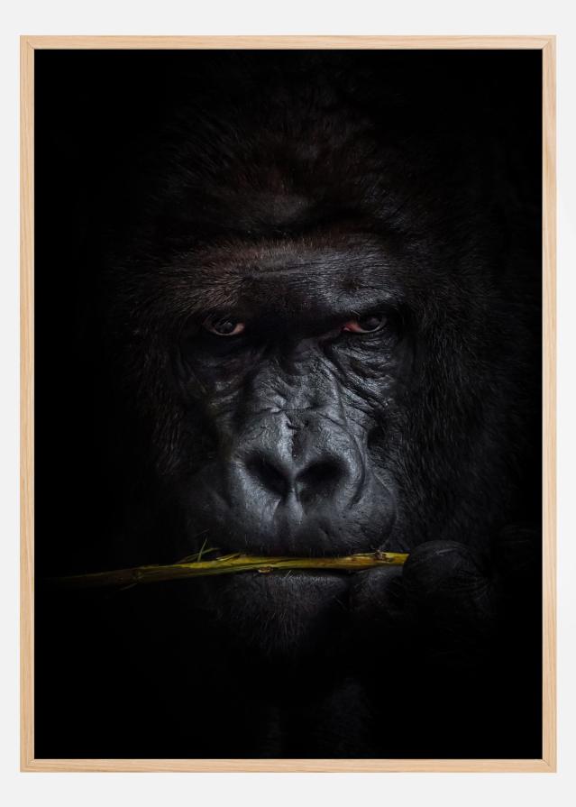 Mysterious gorilla Juliste