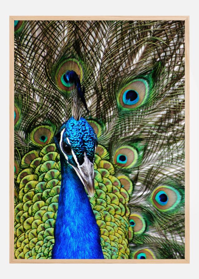 Peacock I Juliste