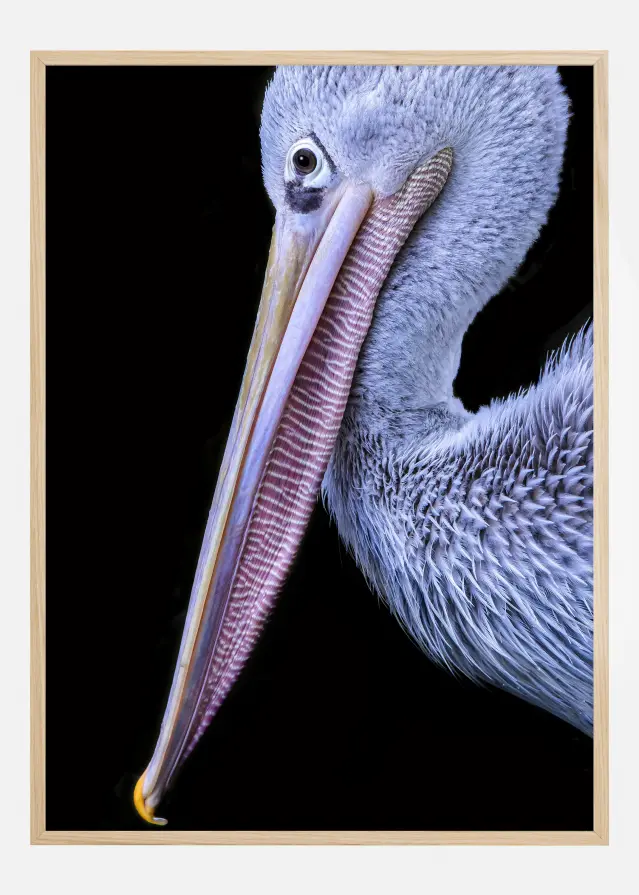 Pelican at night Juliste