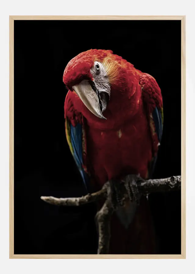 Portrait of Scarlet Macaw Juliste