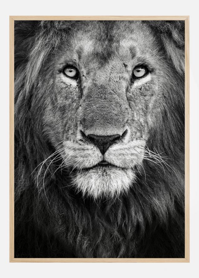 Royal Lion portrait Juliste