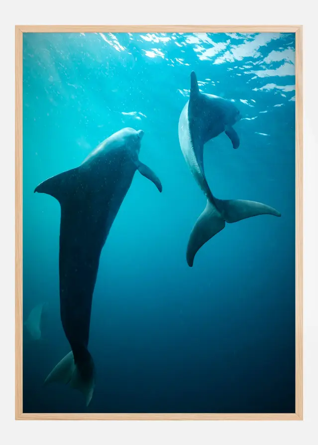 Shapes of Dolphins Juliste