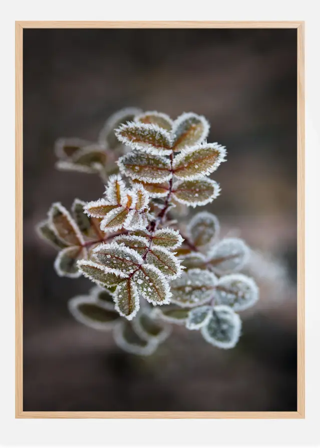 Frosty rose petals Juliste