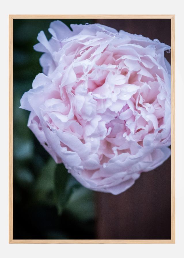 Peony I Juliste