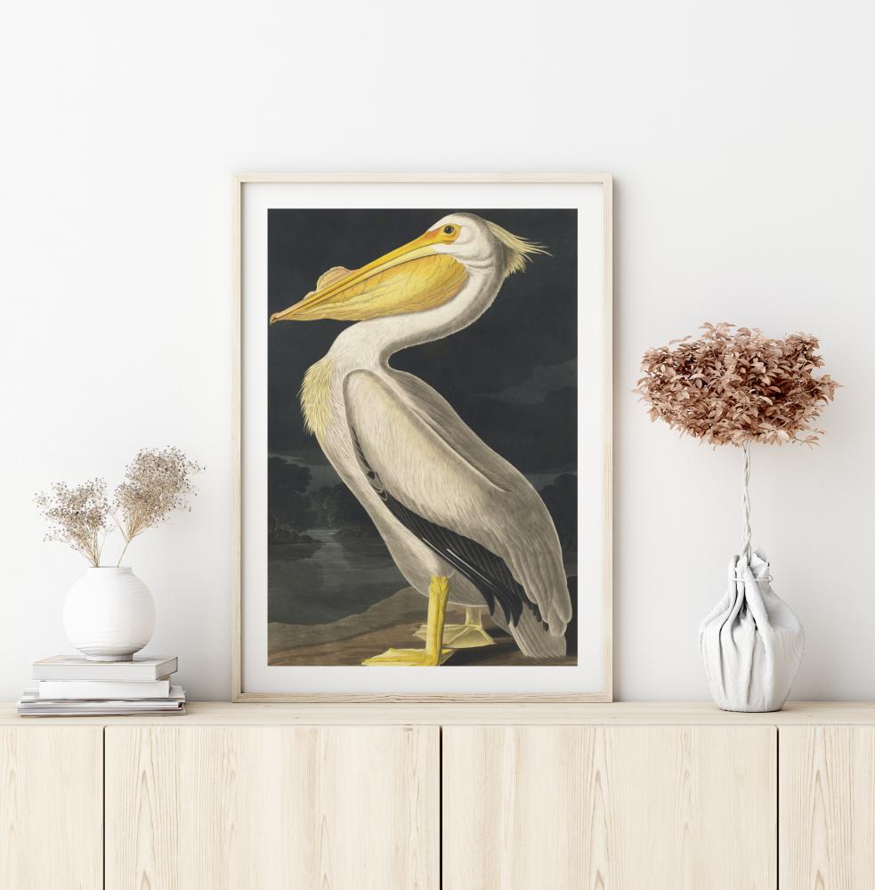 American White Pelican Juliste