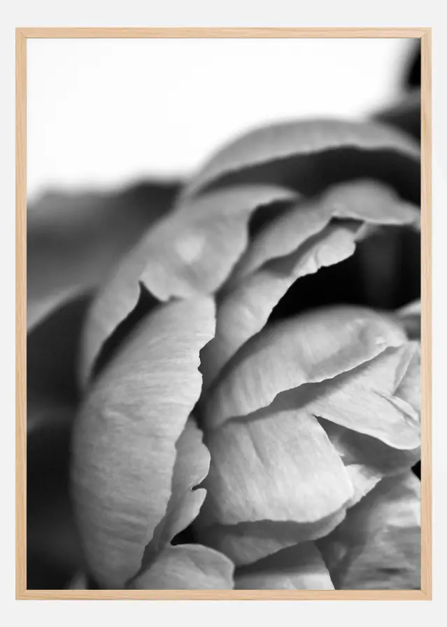 Peony B&W Juliste