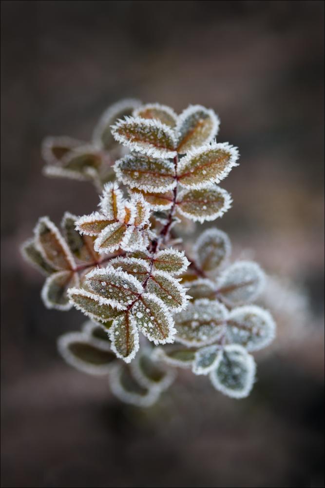 Frosty rose petals Juliste