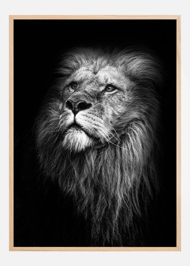 King Of Lions Juliste