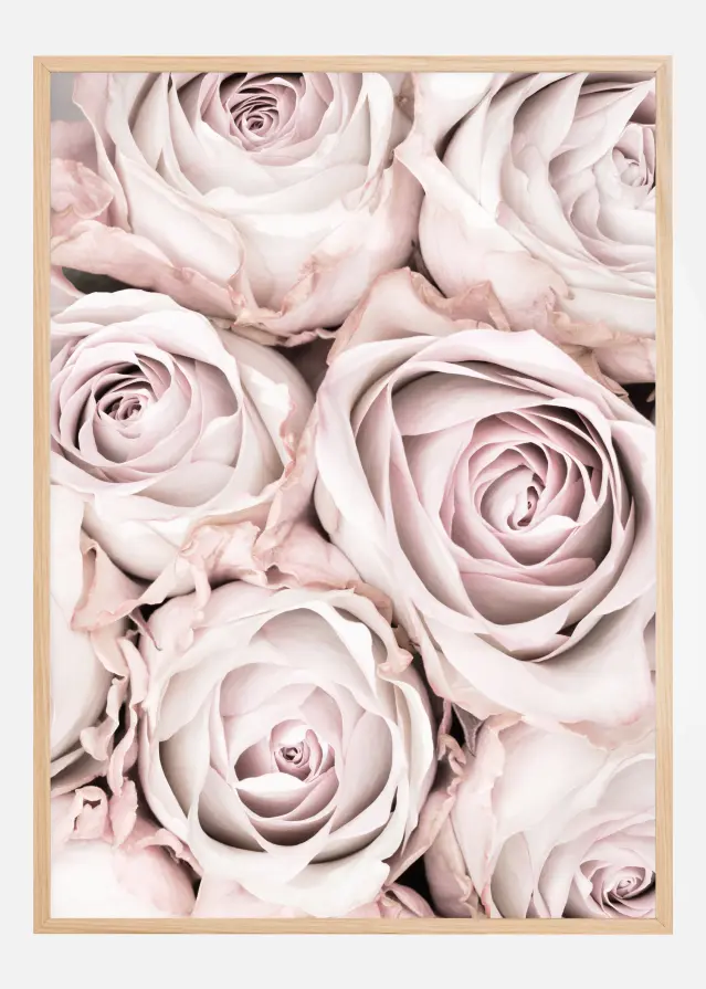 Pink Roses Juliste