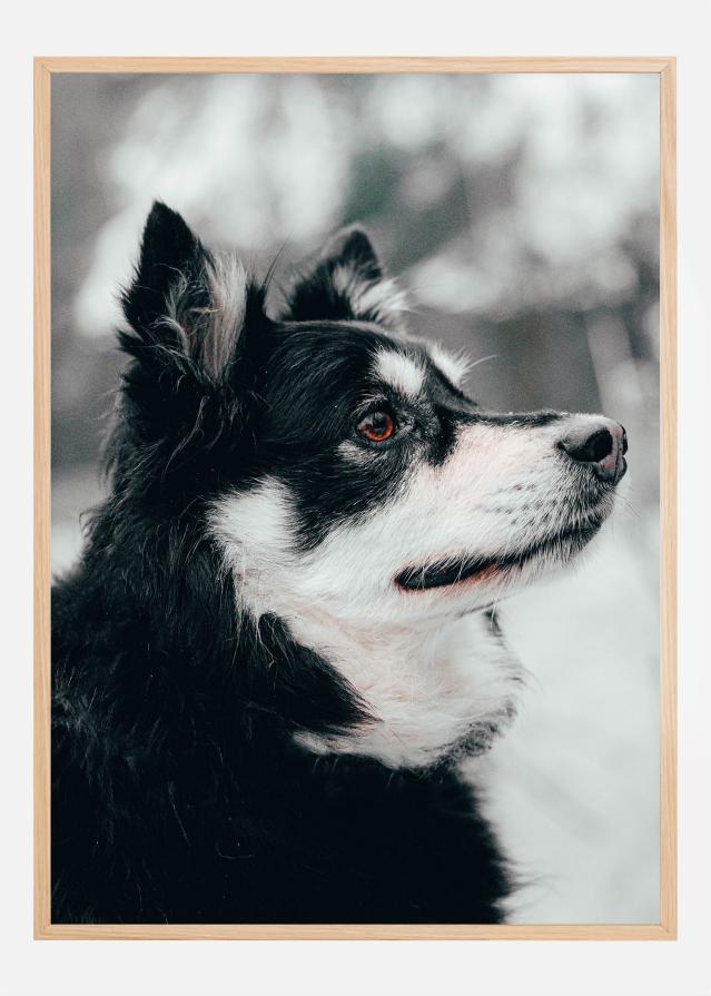 Finnish Lapphund Juliste