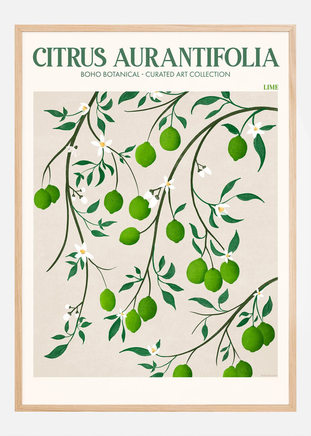 Product Image for Boho Citrus Aurantifolia Juliste (21x29.7 cm (A4))