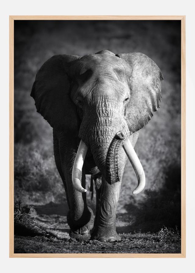 Black and White Elephant Juliste