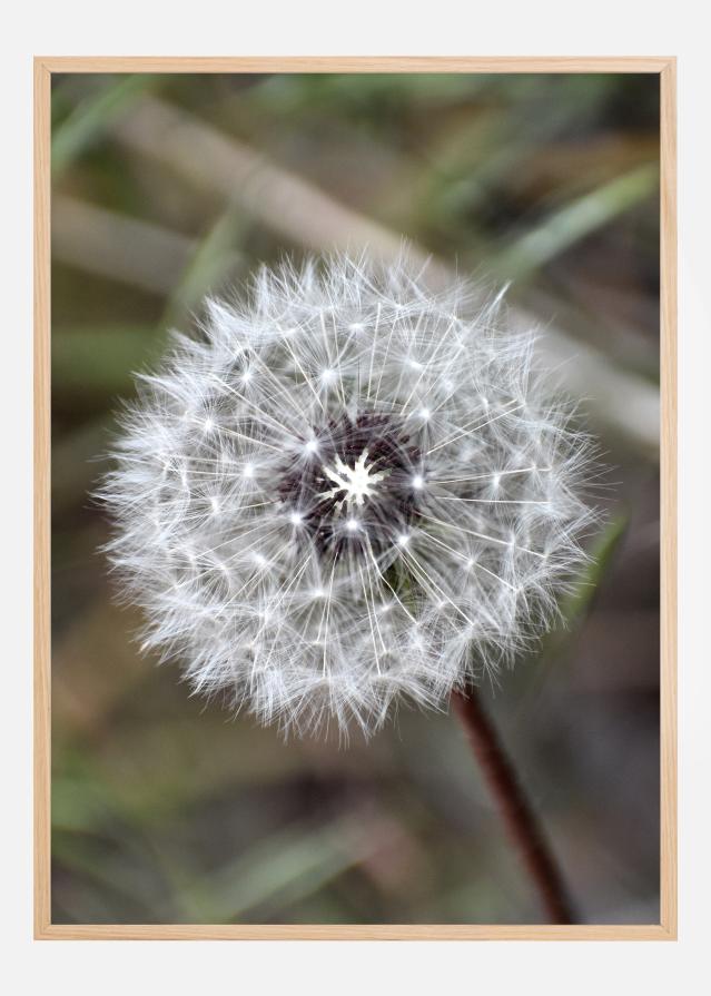 Dandelion Juliste