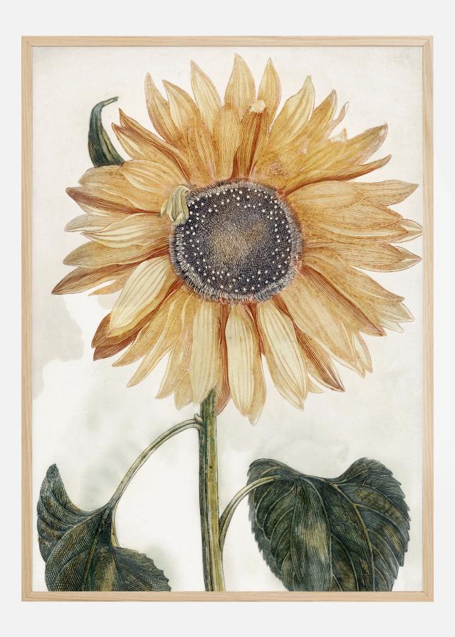 Sunflower Art Juliste