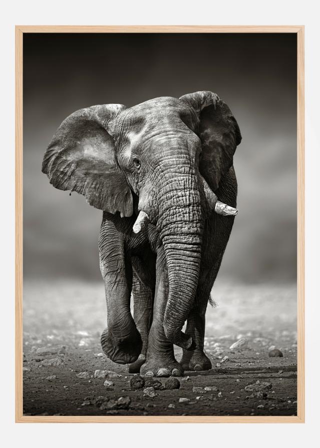 Walking Elephant Juliste