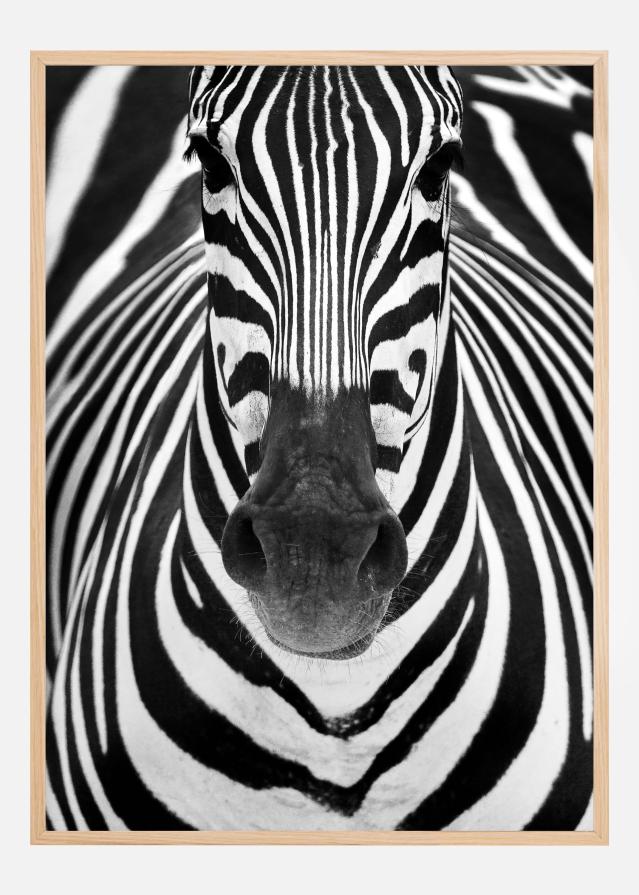 Zebra Juliste