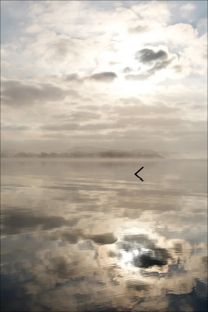 Morning fog Juliste