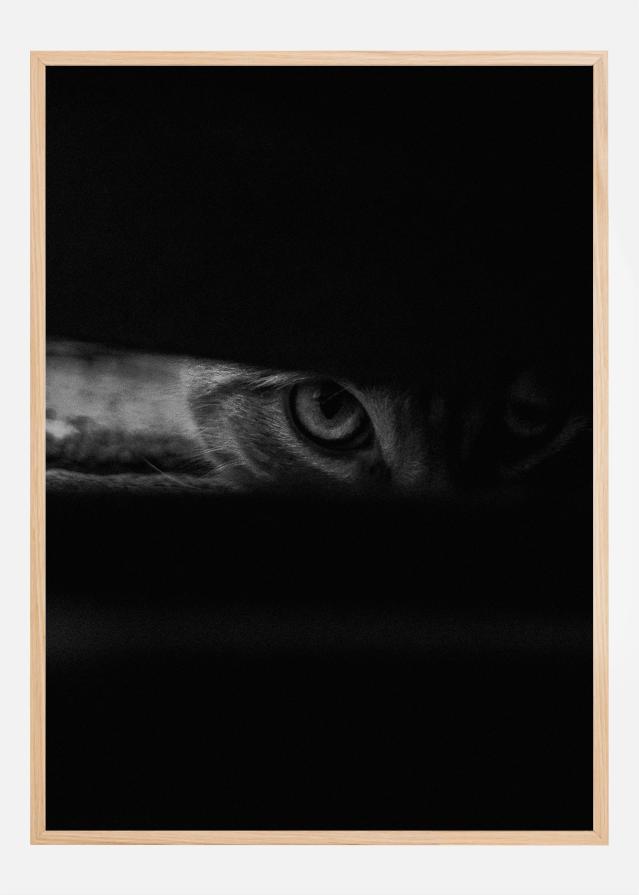 Peeking cat Juliste