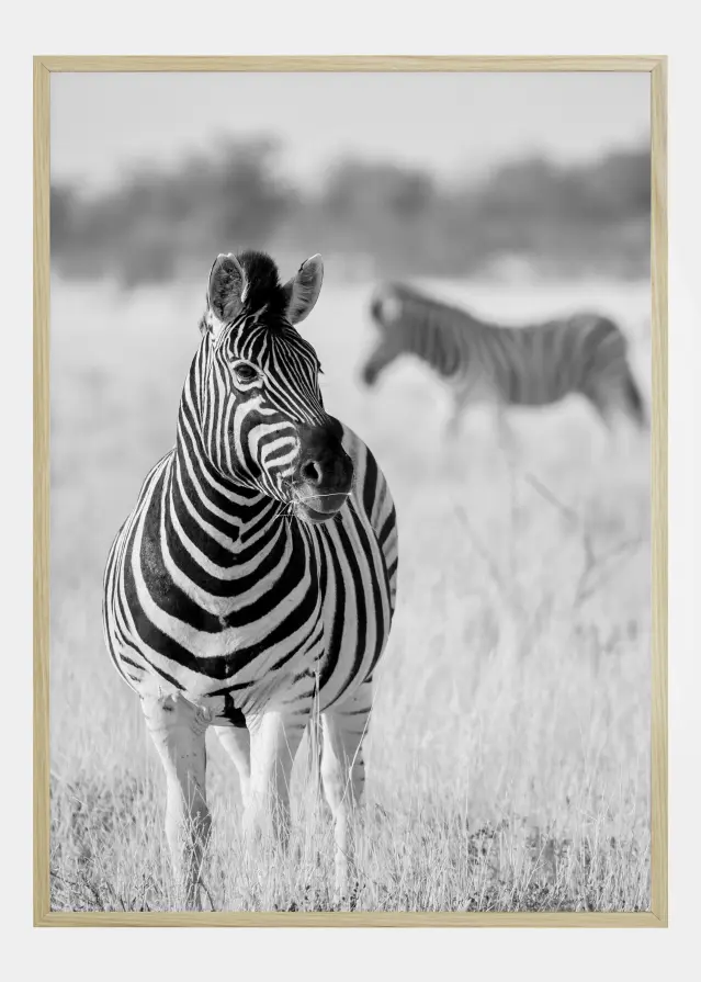 Zebra Bw Juliste