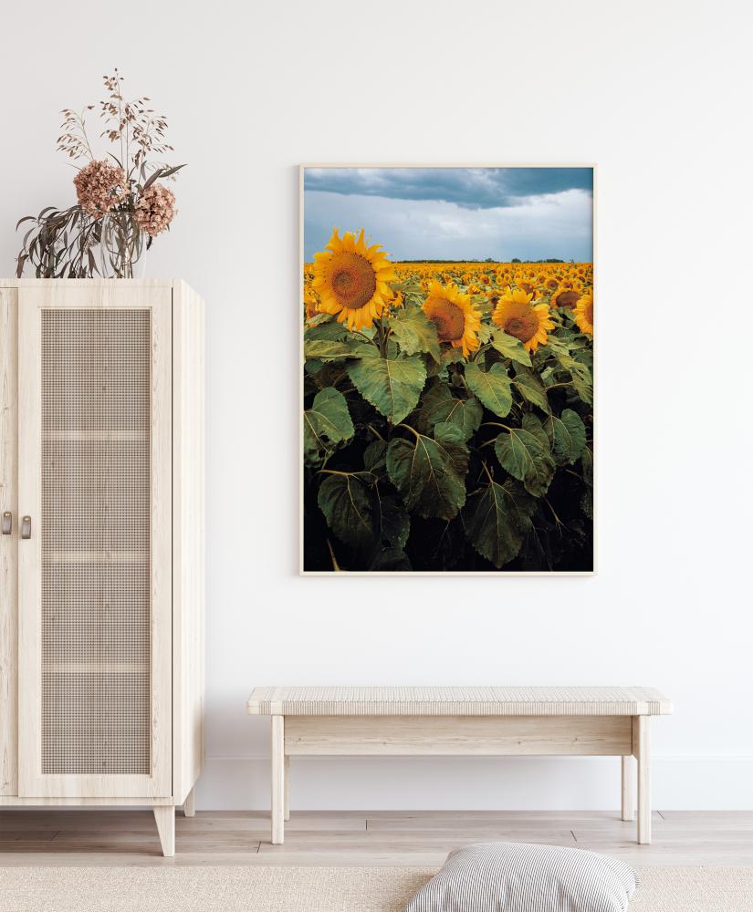 Sunflowers Juliste