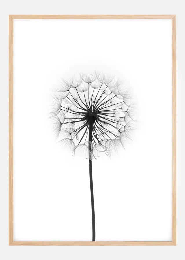 Dandelion Juliste