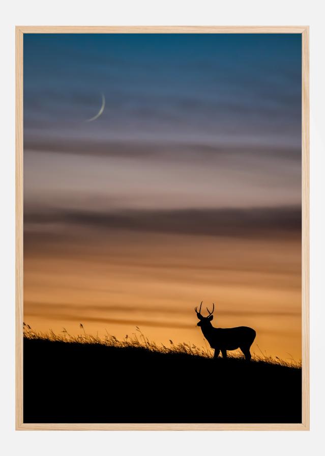 Deer In Sunset Juliste