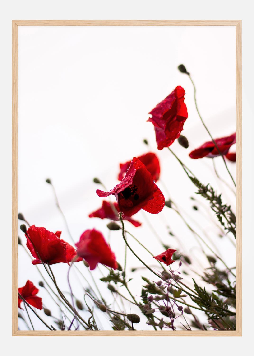 Product Image for Poppy Juliste (21x29.7 cm (A4))