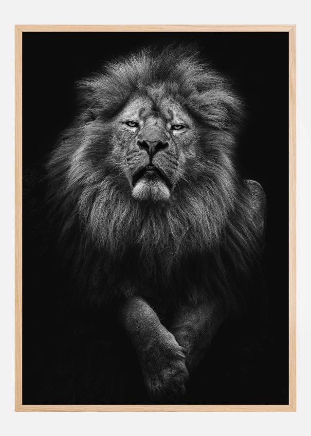 Black and White Lion Juliste