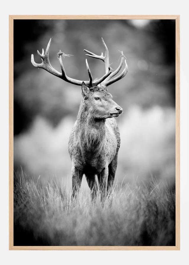 Deer With Horns Juliste