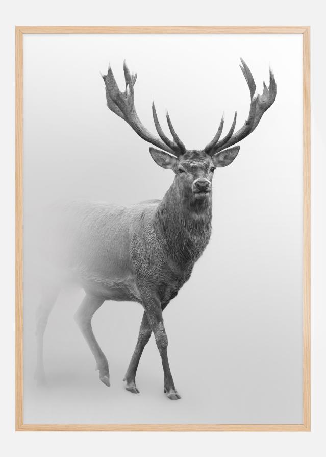 Black and white Red deer Juliste