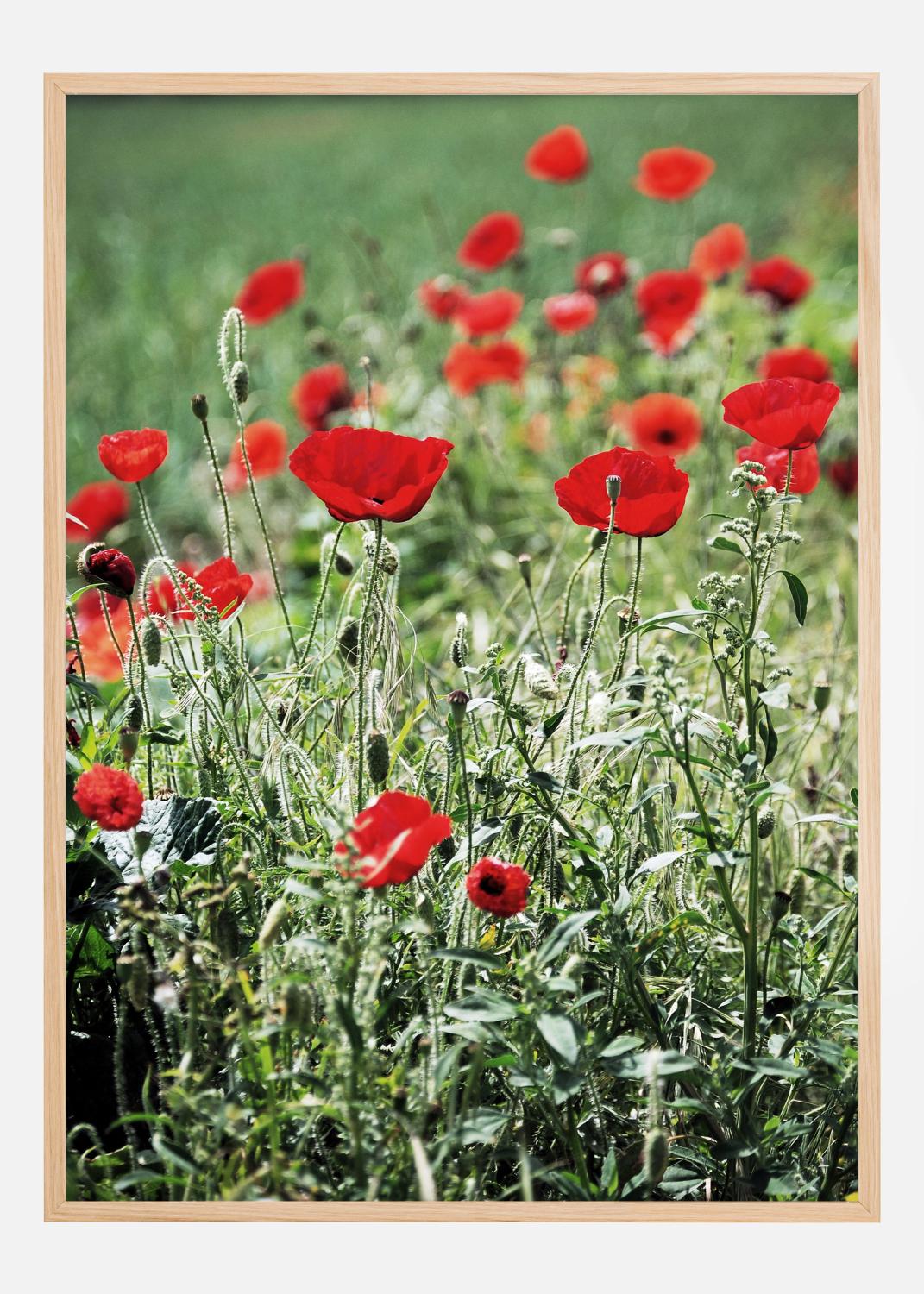 Product Image for Poppy Fields Juliste (21x29.7 cm (A4))