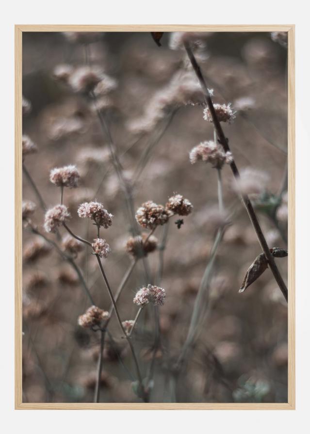 Bridal Veil Flower Juliste