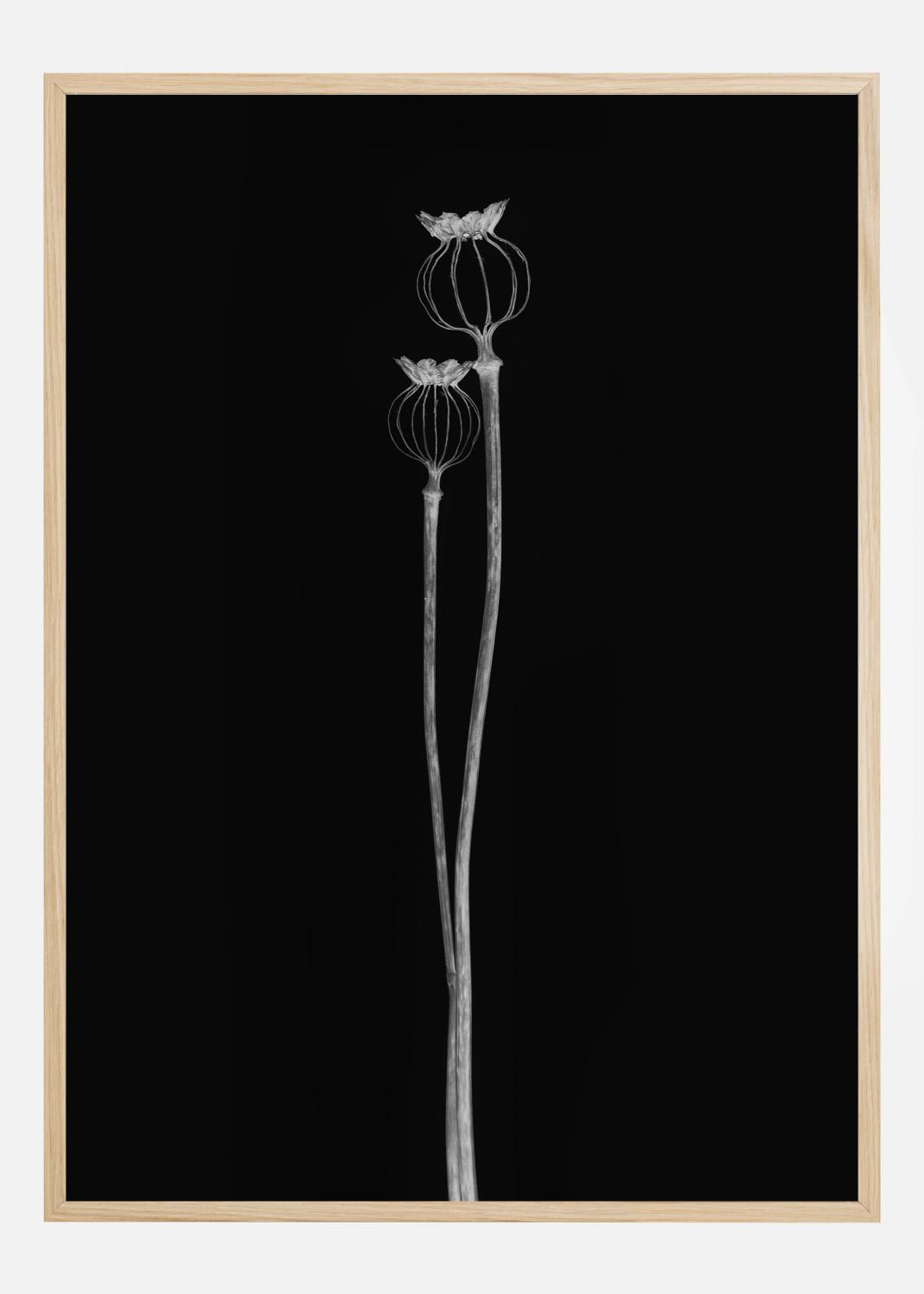 Product Image for Poppy Pods Juliste (21x29.7 cm (A4))