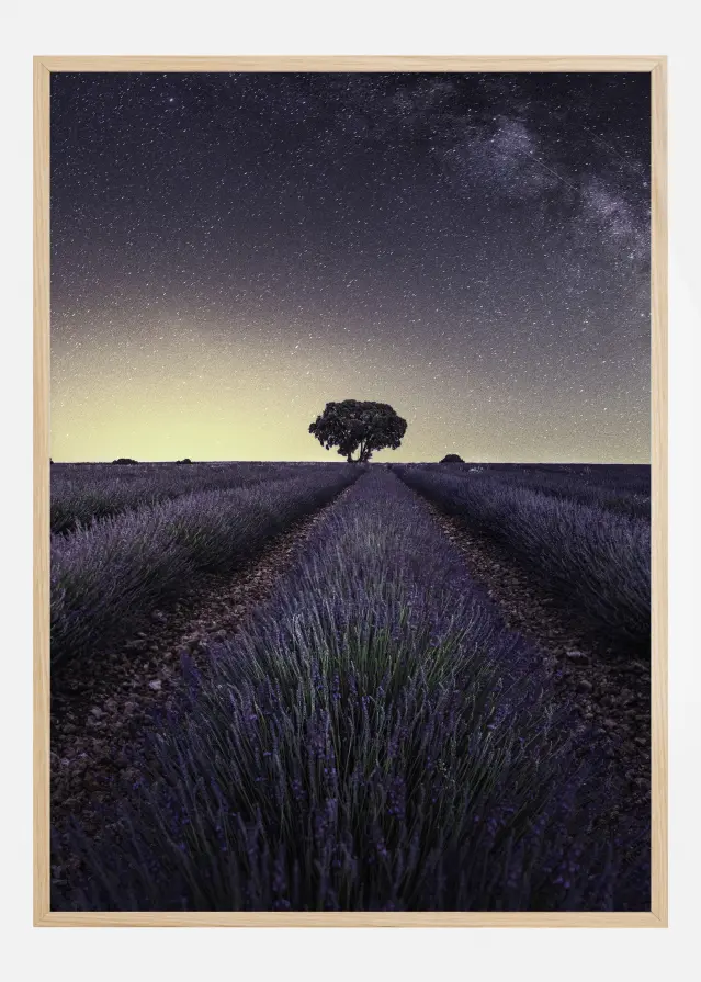 Lavender Fields Juliste