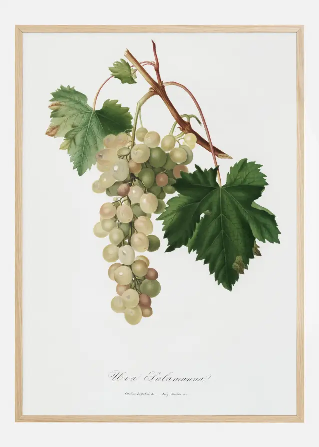 Grapes I Juliste