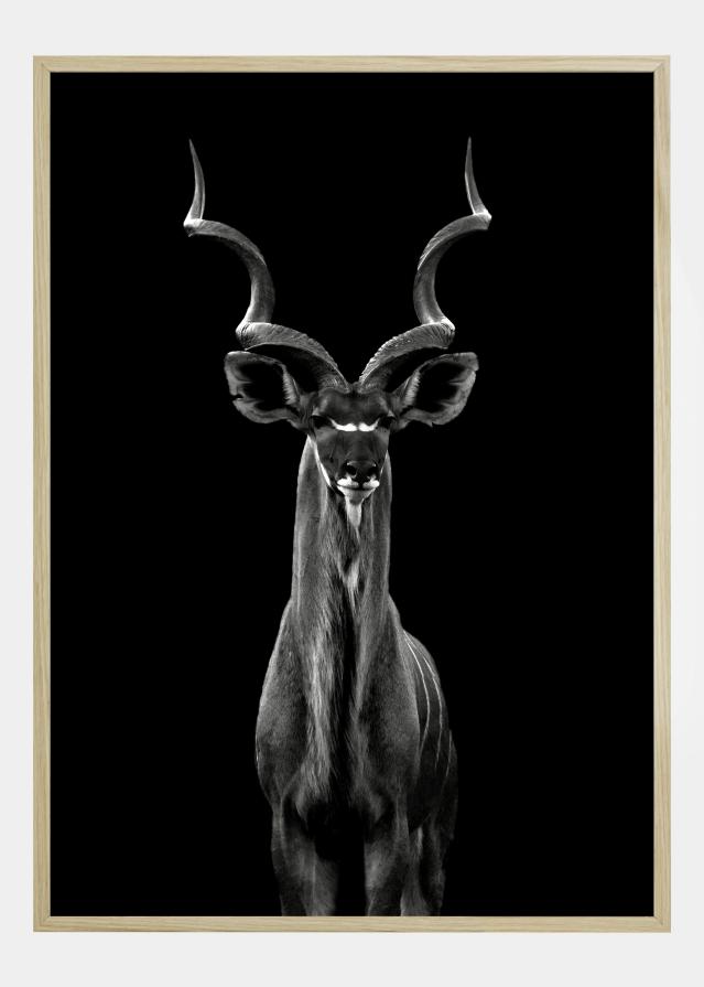 Greater Kudu Juliste