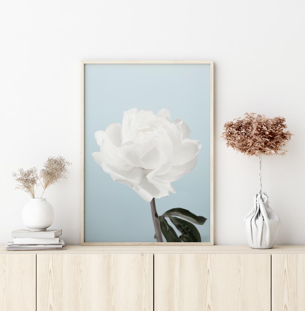 Peony Juliste