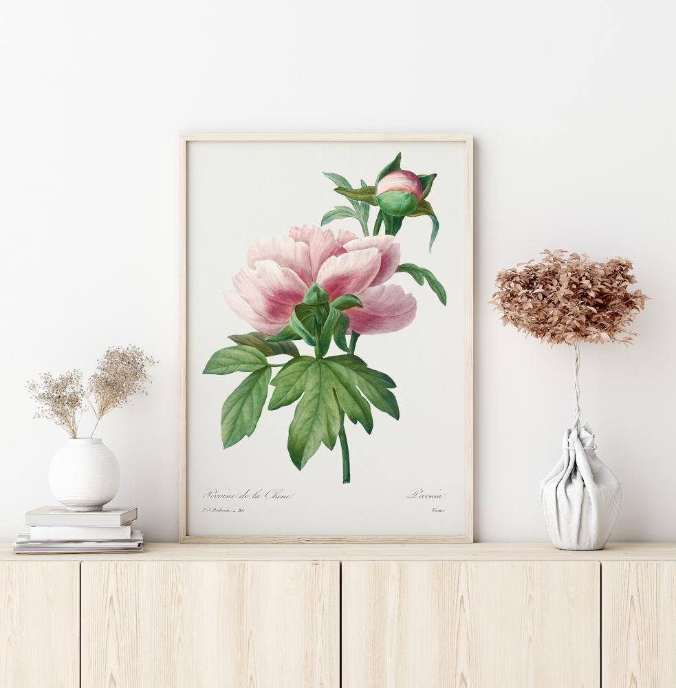 Peony Juliste