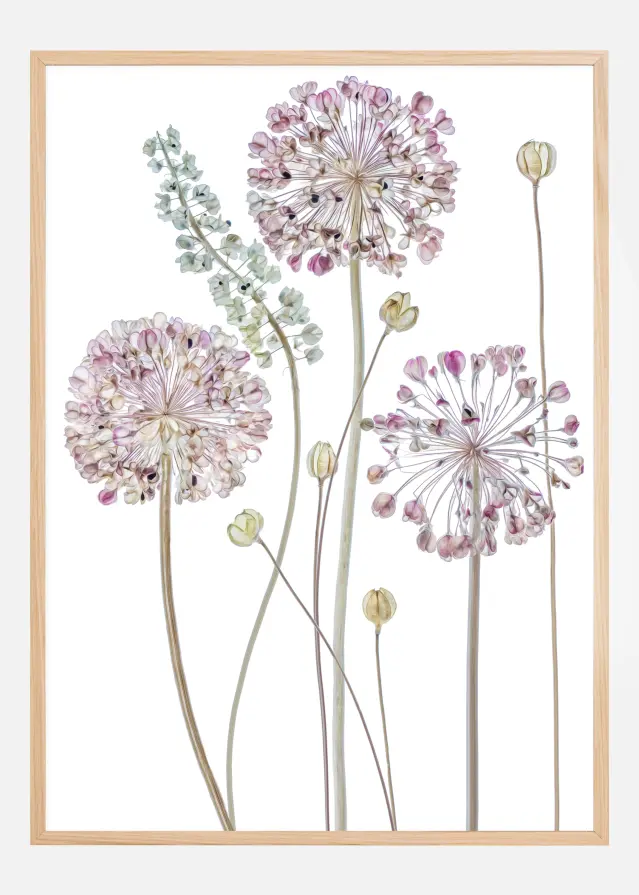 Allium Juliste