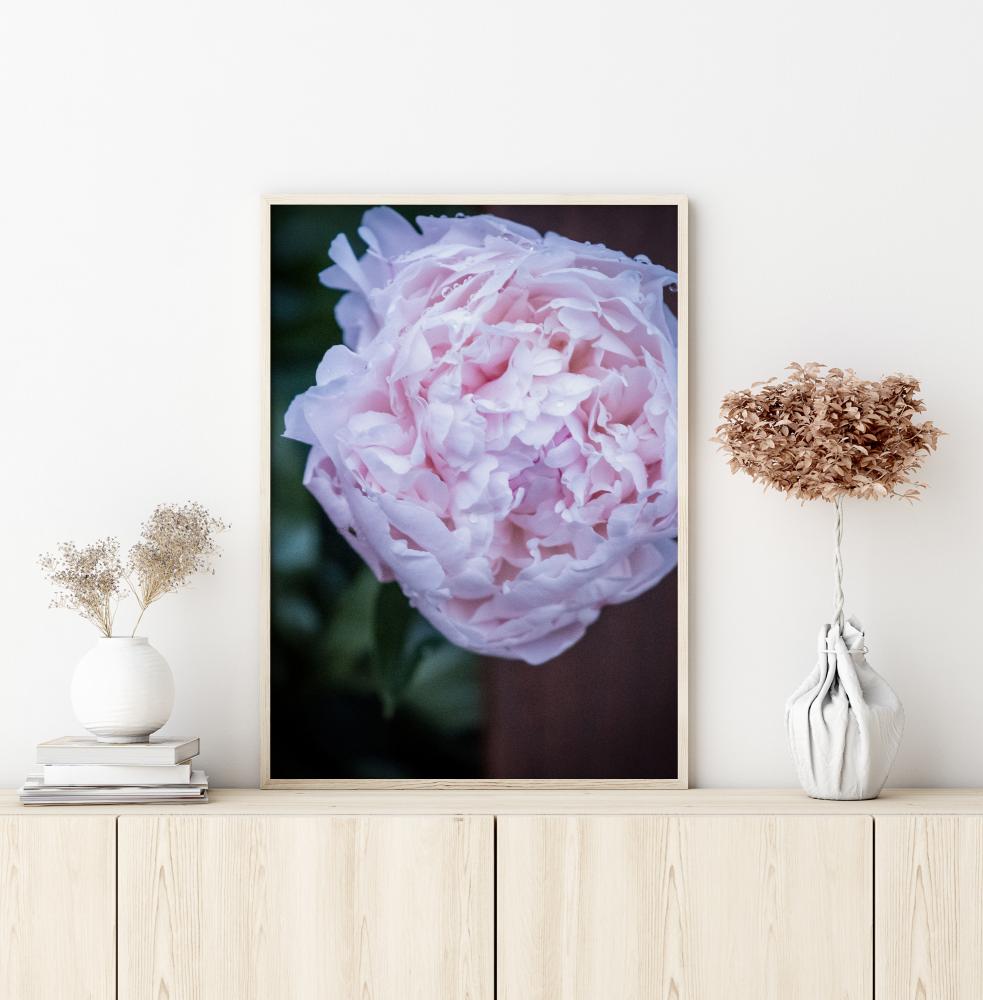 Peony I Juliste